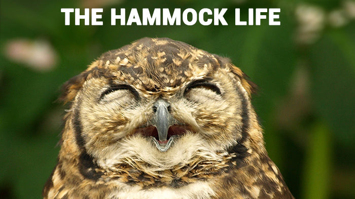 owl-smiling-with-caption-saying-how-it-feels-to-live-the-hammock-life